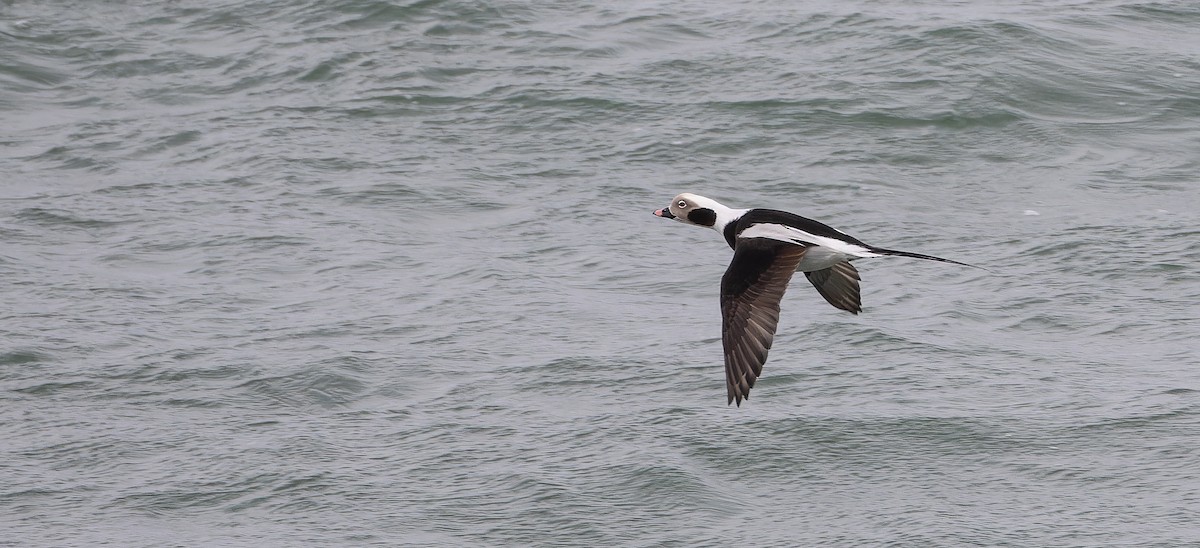 Long-tailed Duck - ML615000647