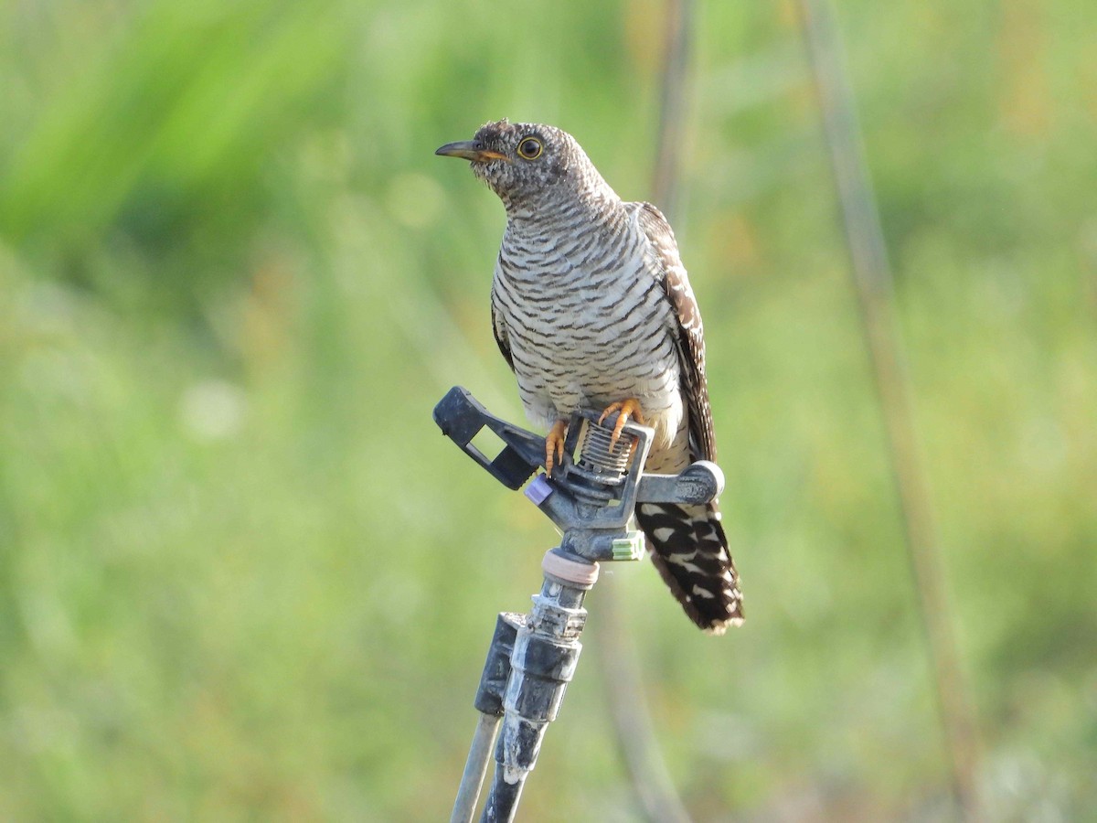 Common Cuckoo - ANDRÉS SERRANO LAVADO
