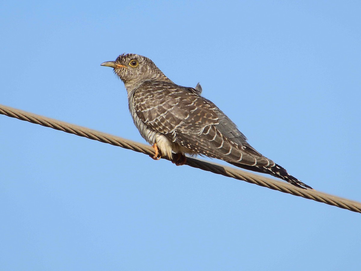 Common Cuckoo - ANDRÉS SERRANO LAVADO