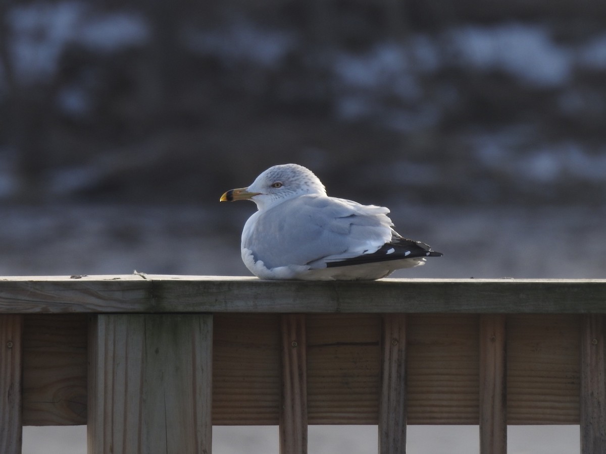 Ring-billed Gull - ML615000683