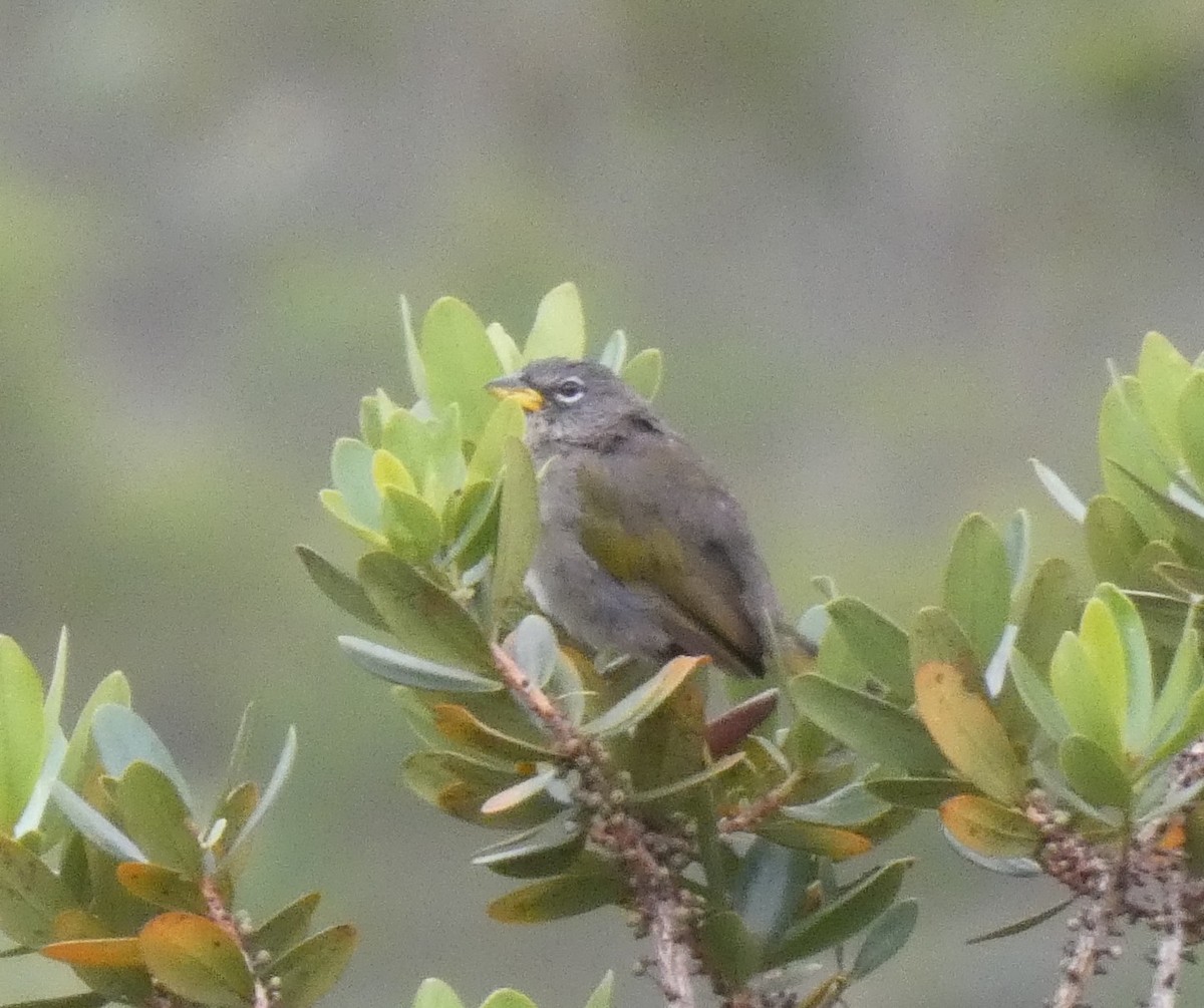 Pale-throated Pampa-Finch - Jens Lallensack