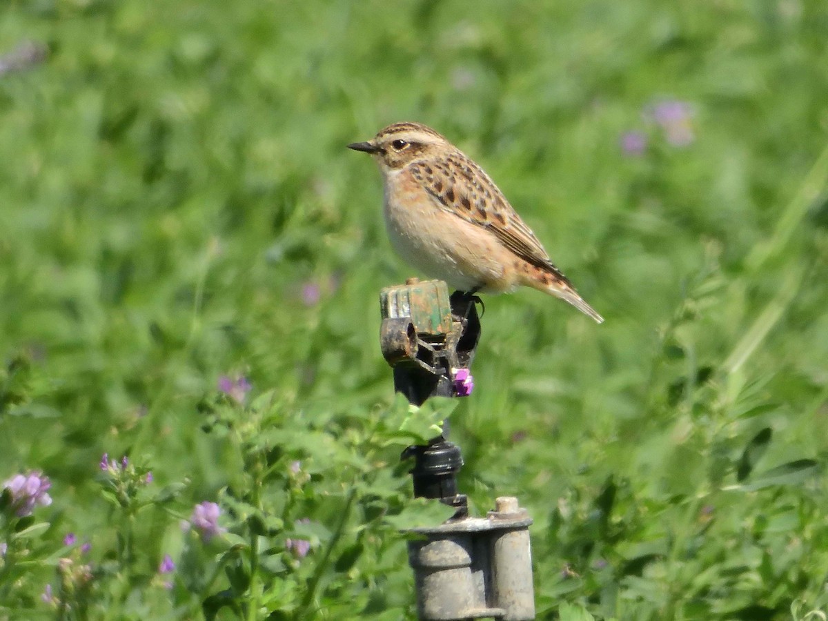 Whinchat - ANDRÉS SERRANO LAVADO