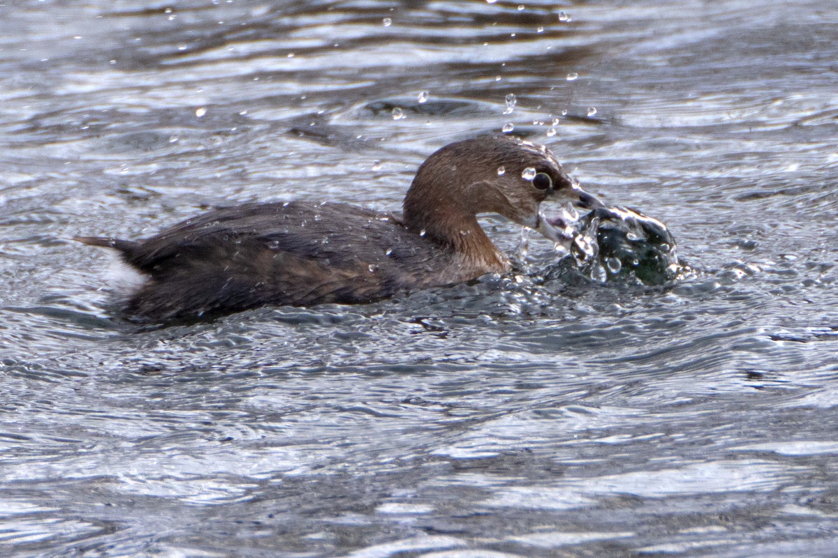 Pied-billed Grebe - ML615000716