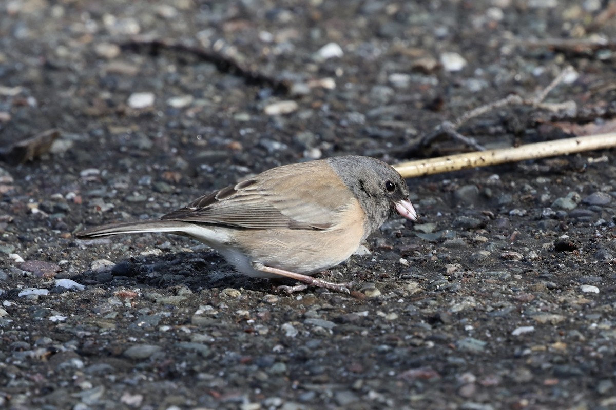 Junco ardoisé - ML615000761