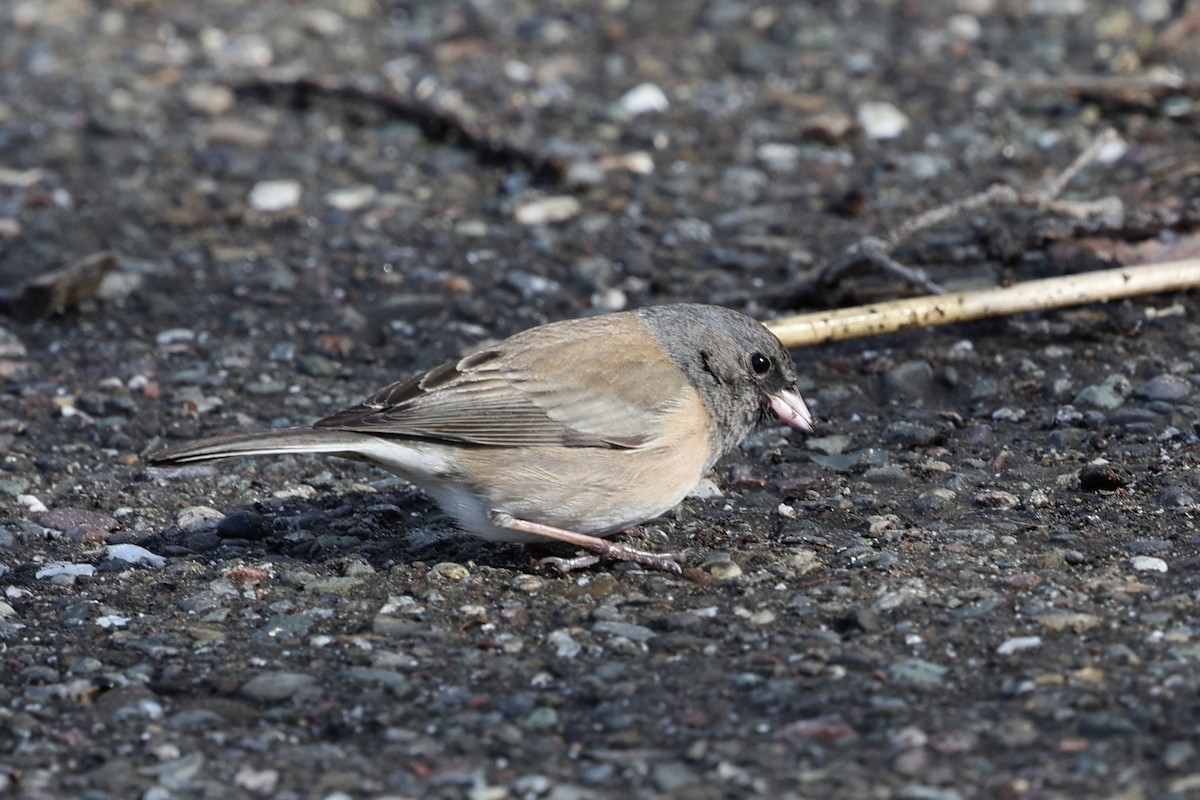 Dark-eyed Junco - Roger Woodruff