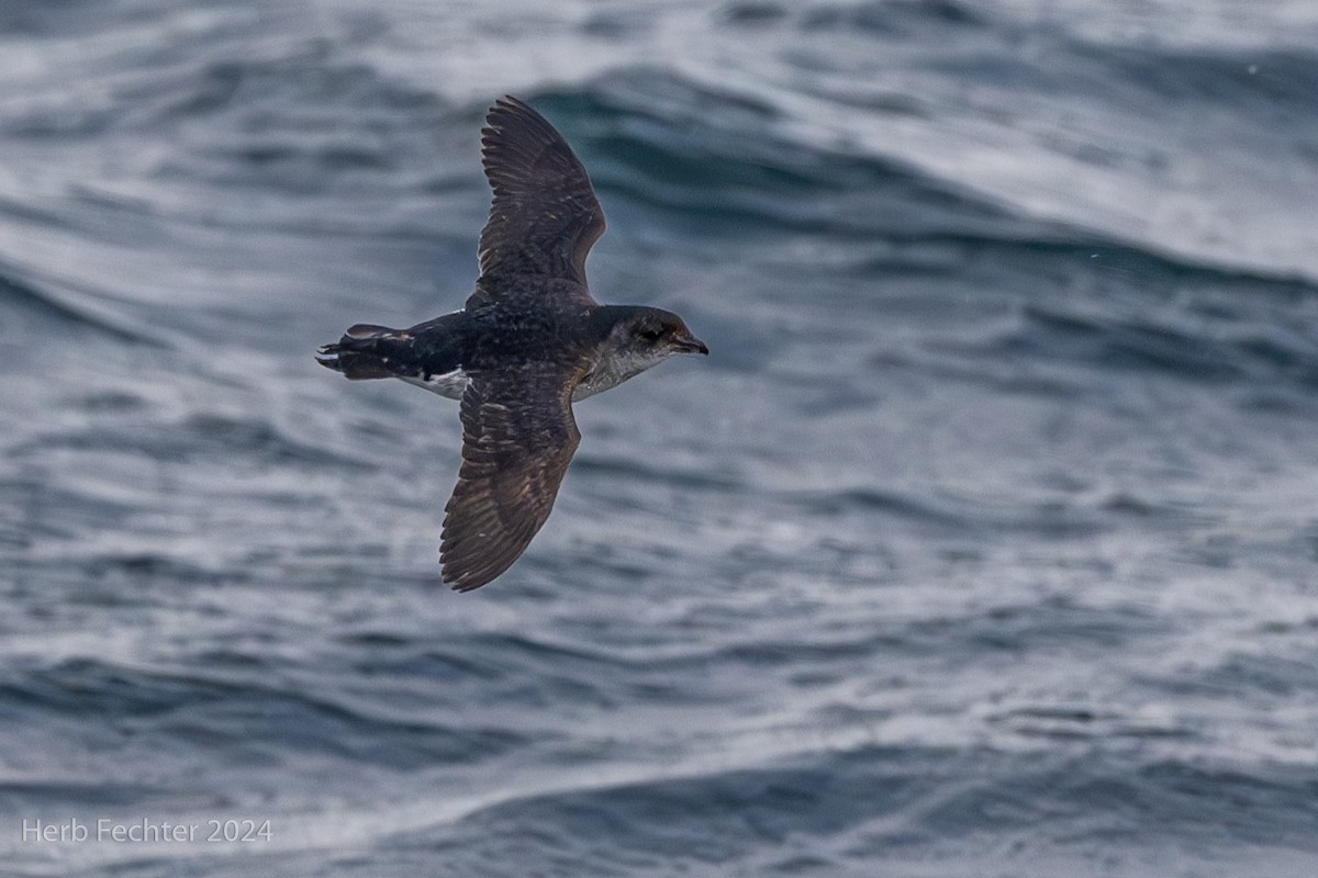 Common Diving-Petrel - Herbert Fechter