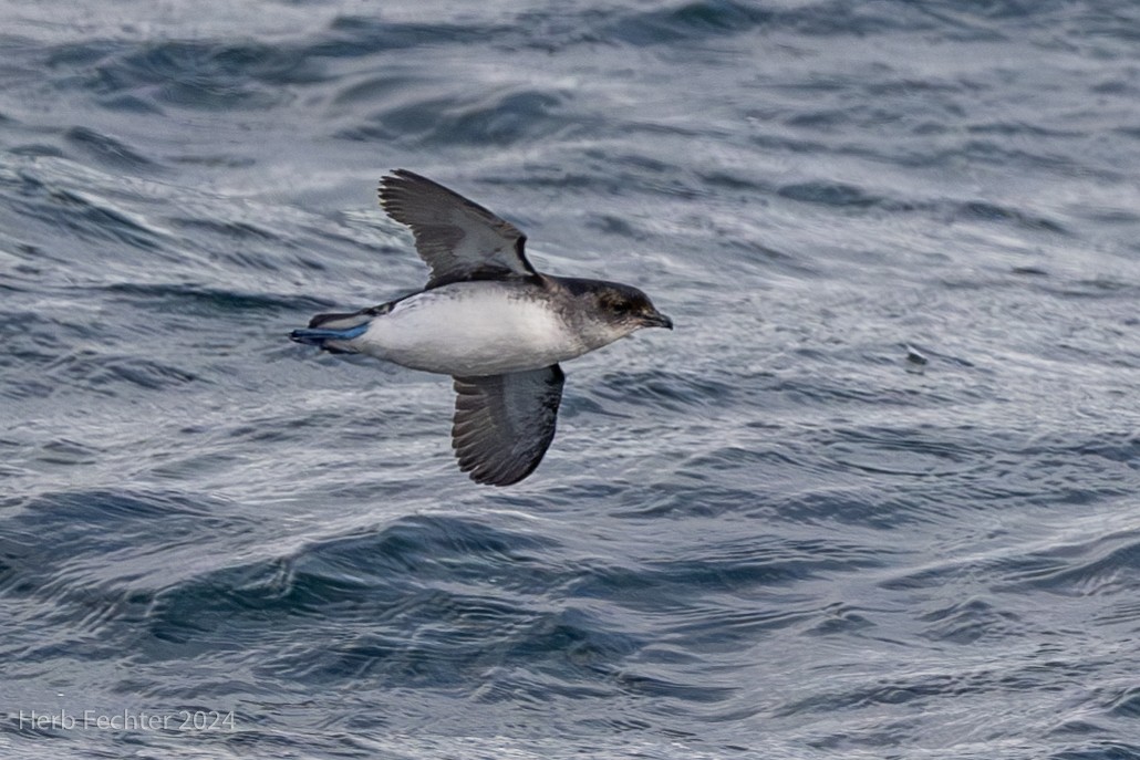 Common Diving-Petrel - Herbert Fechter