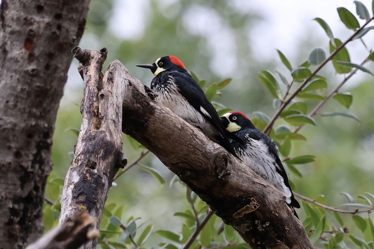 Acorn Woodpecker - Roger Woodruff