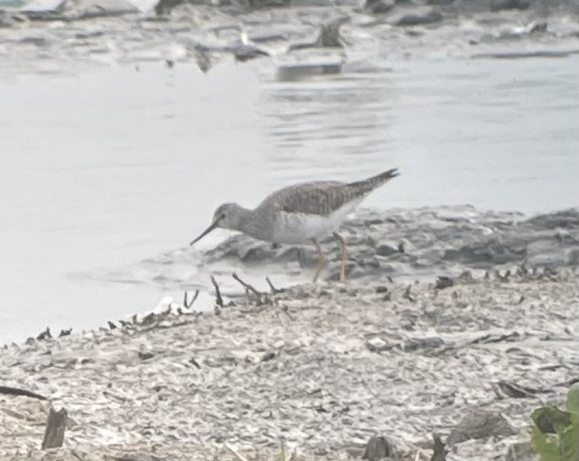 Lesser Yellowlegs - ML615000820