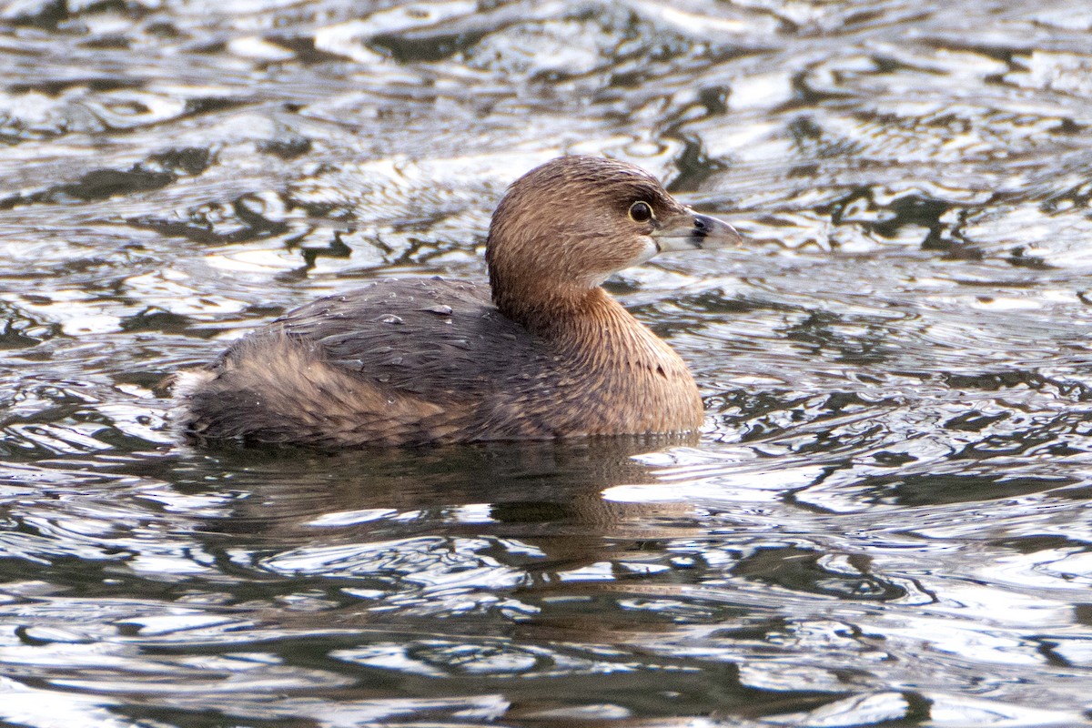 Pied-billed Grebe - ML615000842