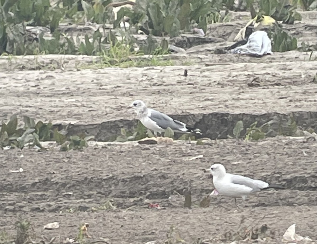 Short-billed Gull - ML615000883