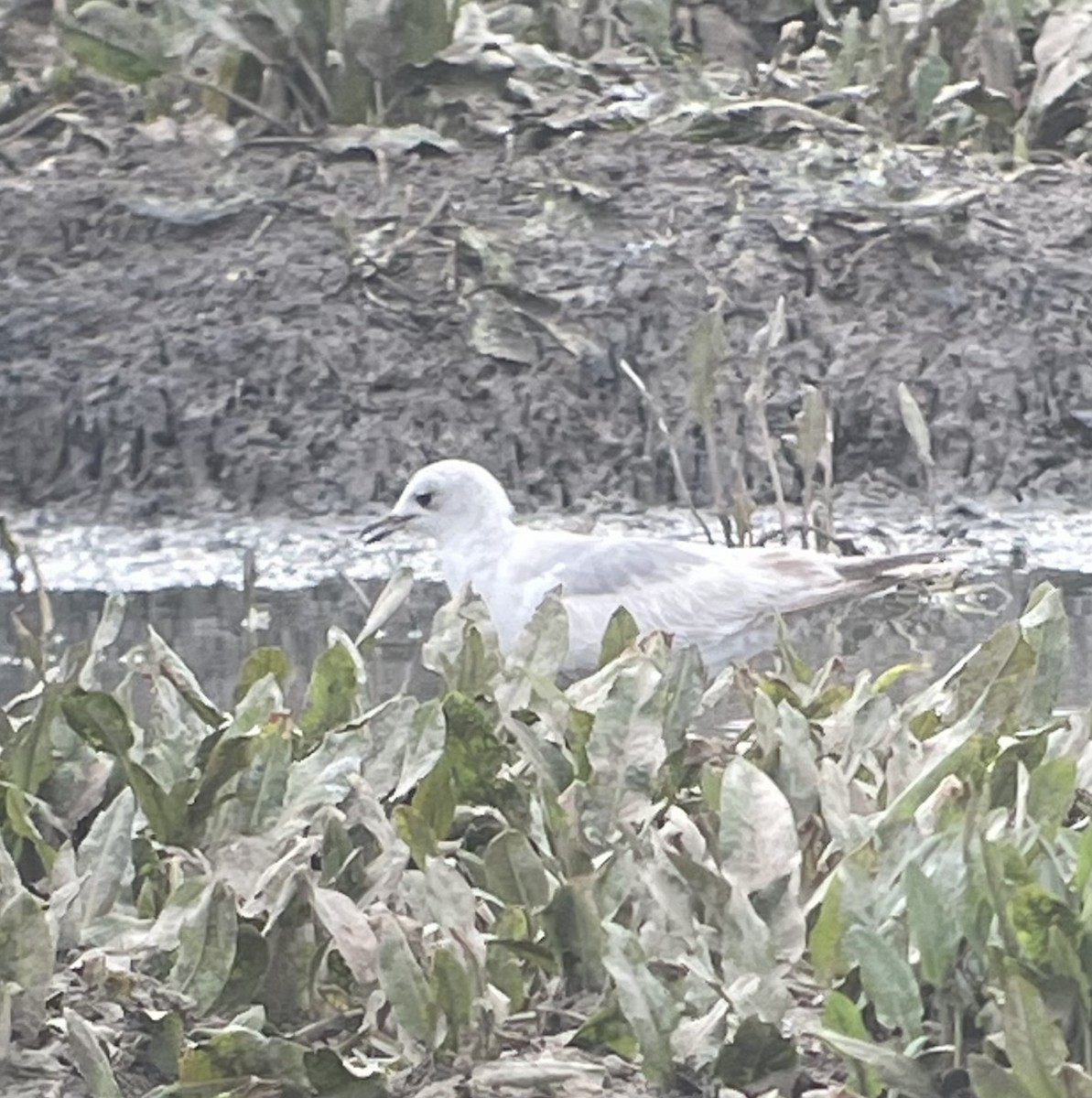 Short-billed Gull - Nick Barber