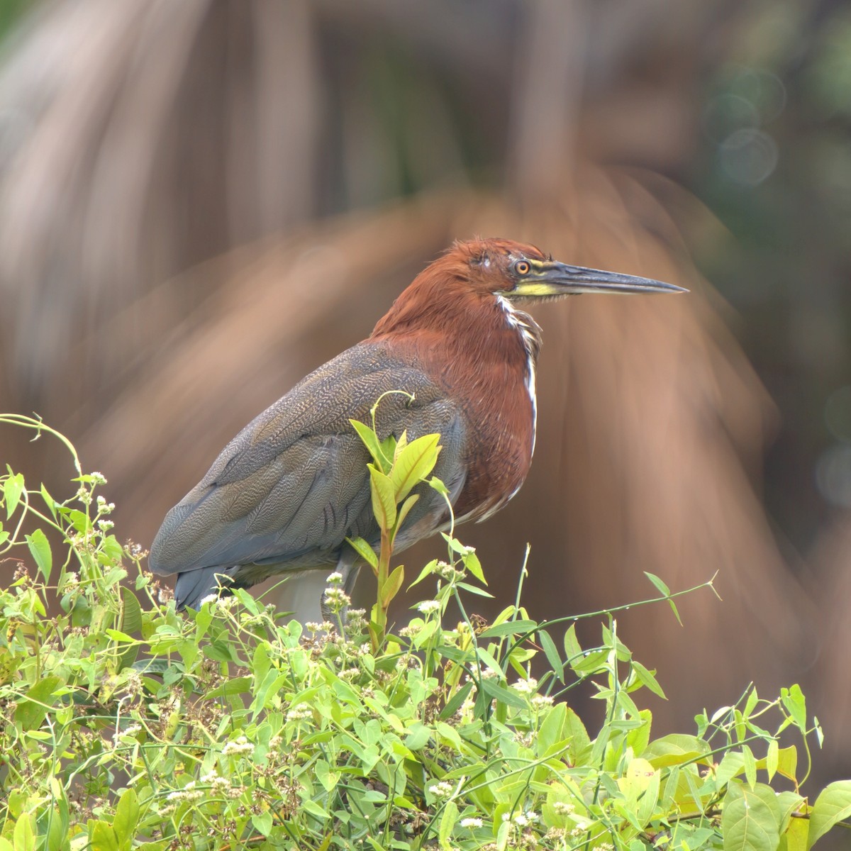 Rufescent Tiger-Heron - ML615001032