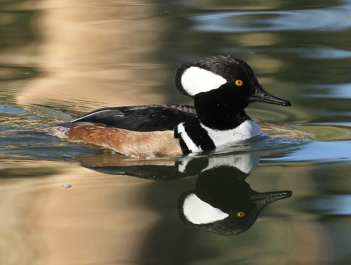 Hooded Merganser - ML615001039