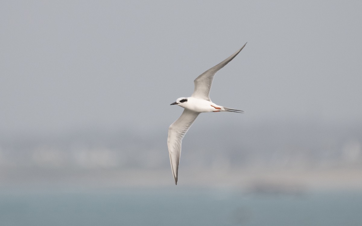 Forster's Tern - ML615001059