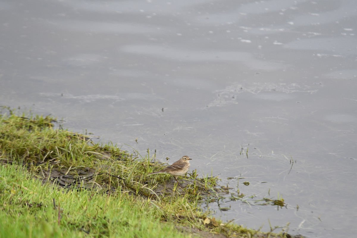 American Pipit - Sam Sphire