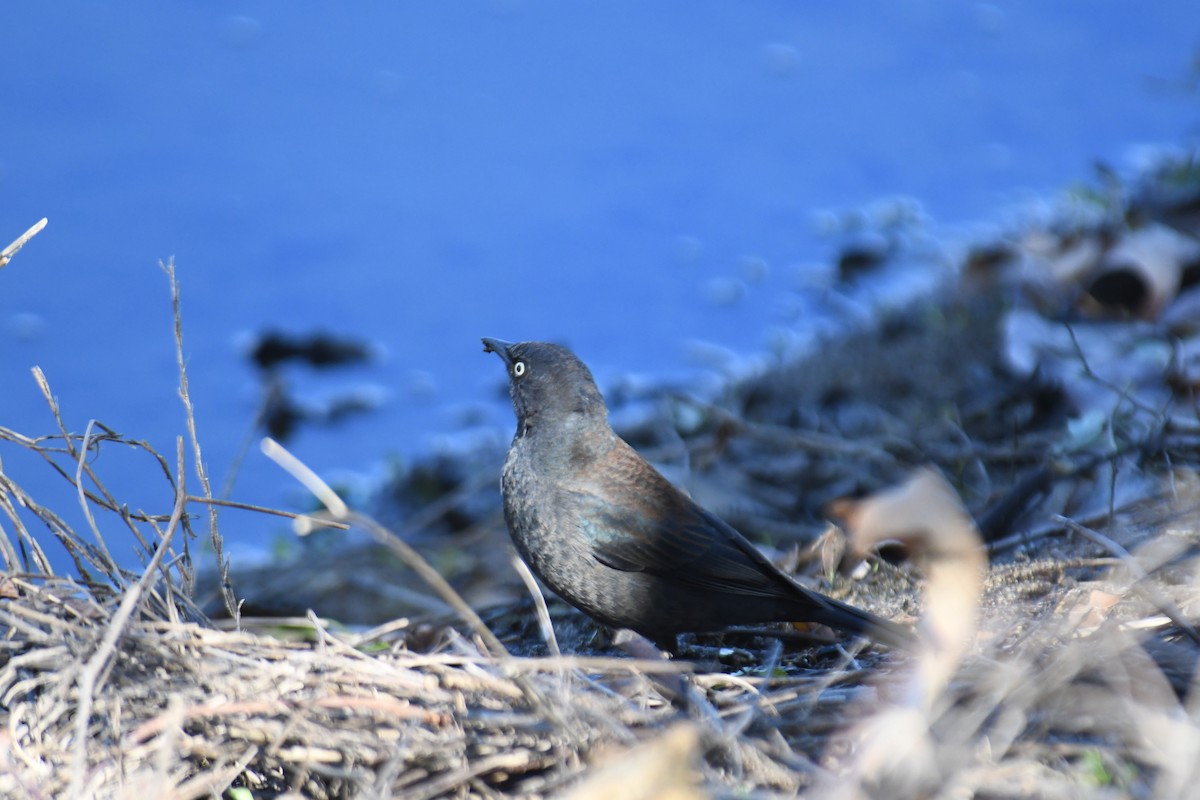 Rusty Blackbird - ML615001140