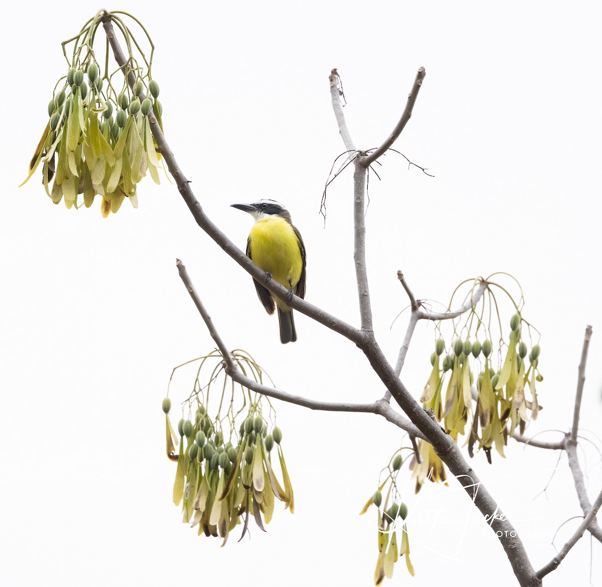 Boat-billed Flycatcher - ML615001170