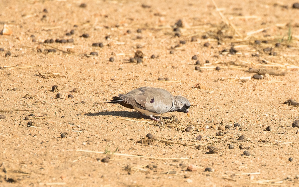 Tortolita Rabilarga - ML615001182