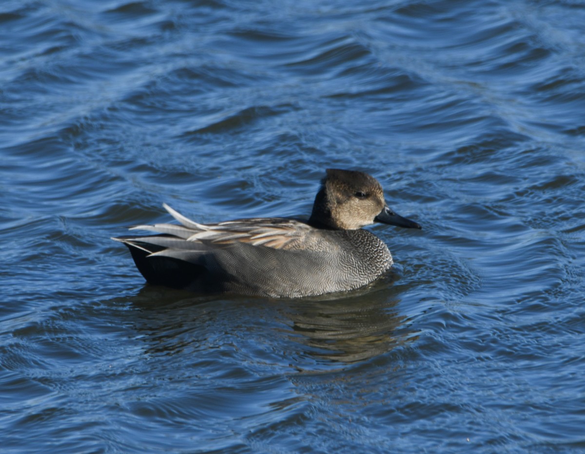 Gadwall - ML615001195