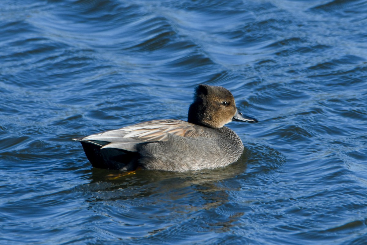 Gadwall - ML615001196