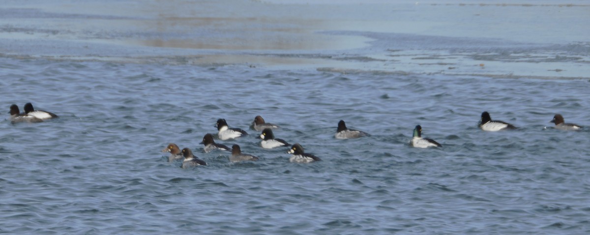 Common Goldeneye - Les Gunderson