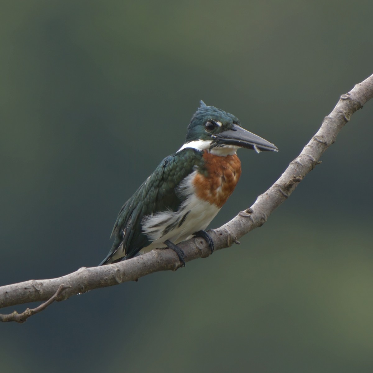 Martin-pêcheur d'Amazonie - ML615001226