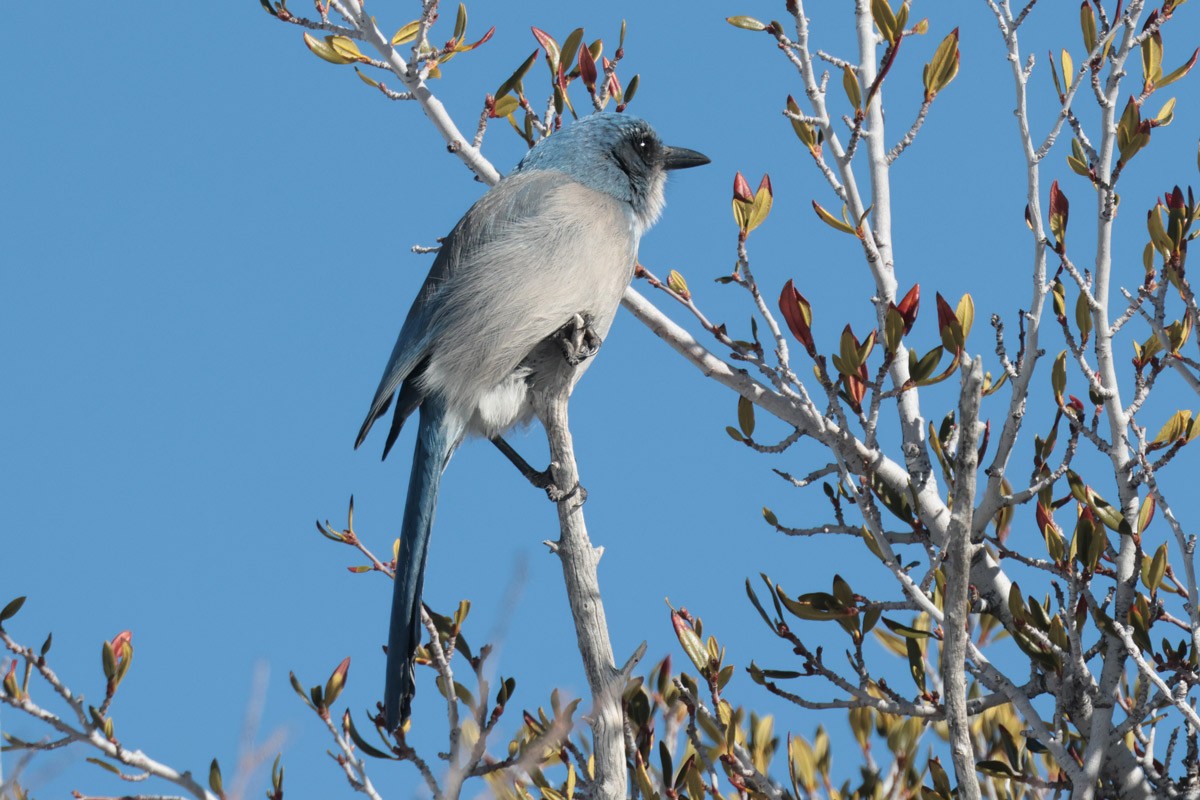 Woodhouse's Scrub-Jay - ML615001240