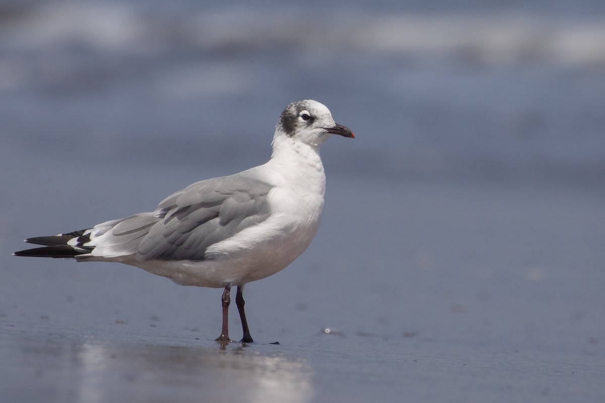 Franklin's Gull - ML615001242