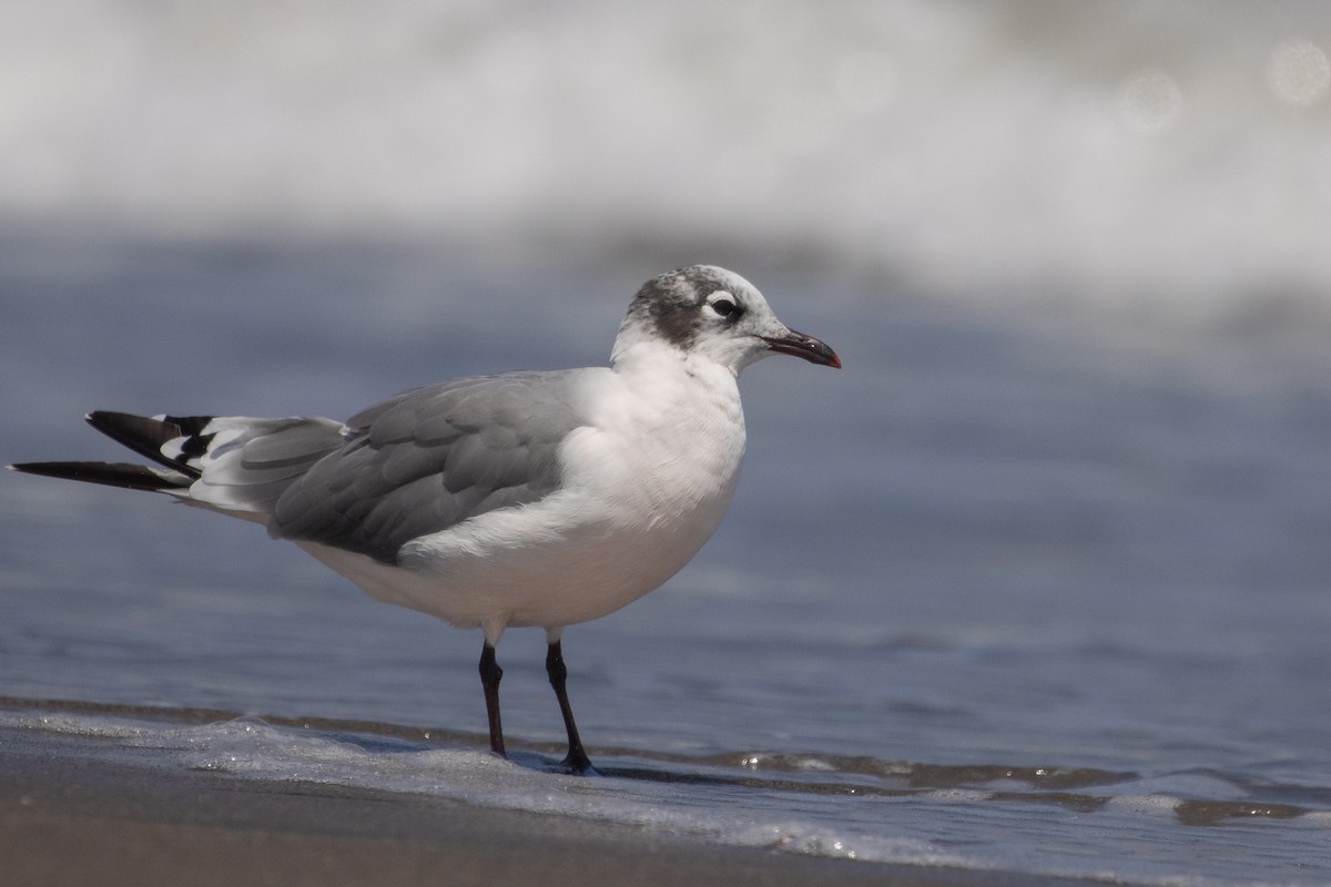 Franklin's Gull - ML615001243