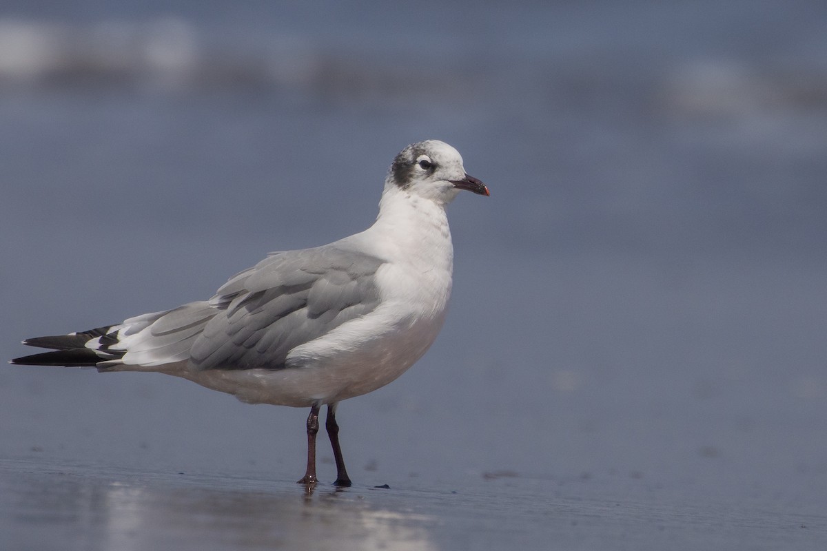 Franklin's Gull - ML615001244