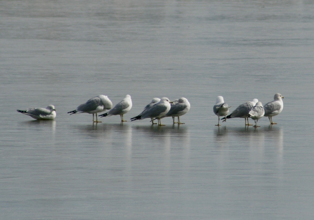 Ring-billed Gull - Natasha Vizcarra