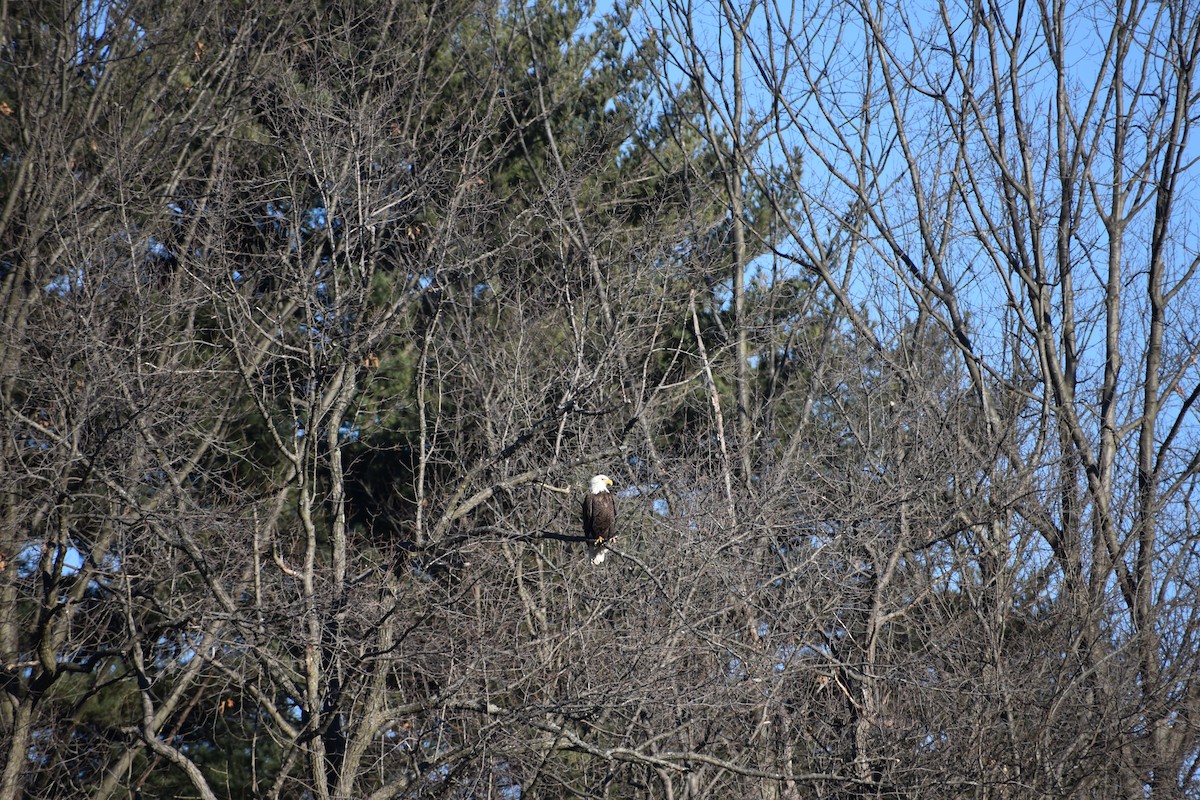 Bald Eagle - ML615001306