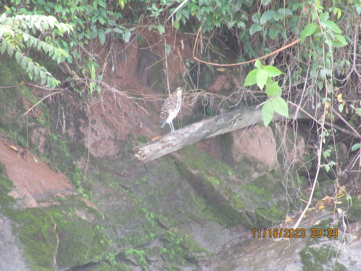 Fasciated Tiger-Heron - ML615001313