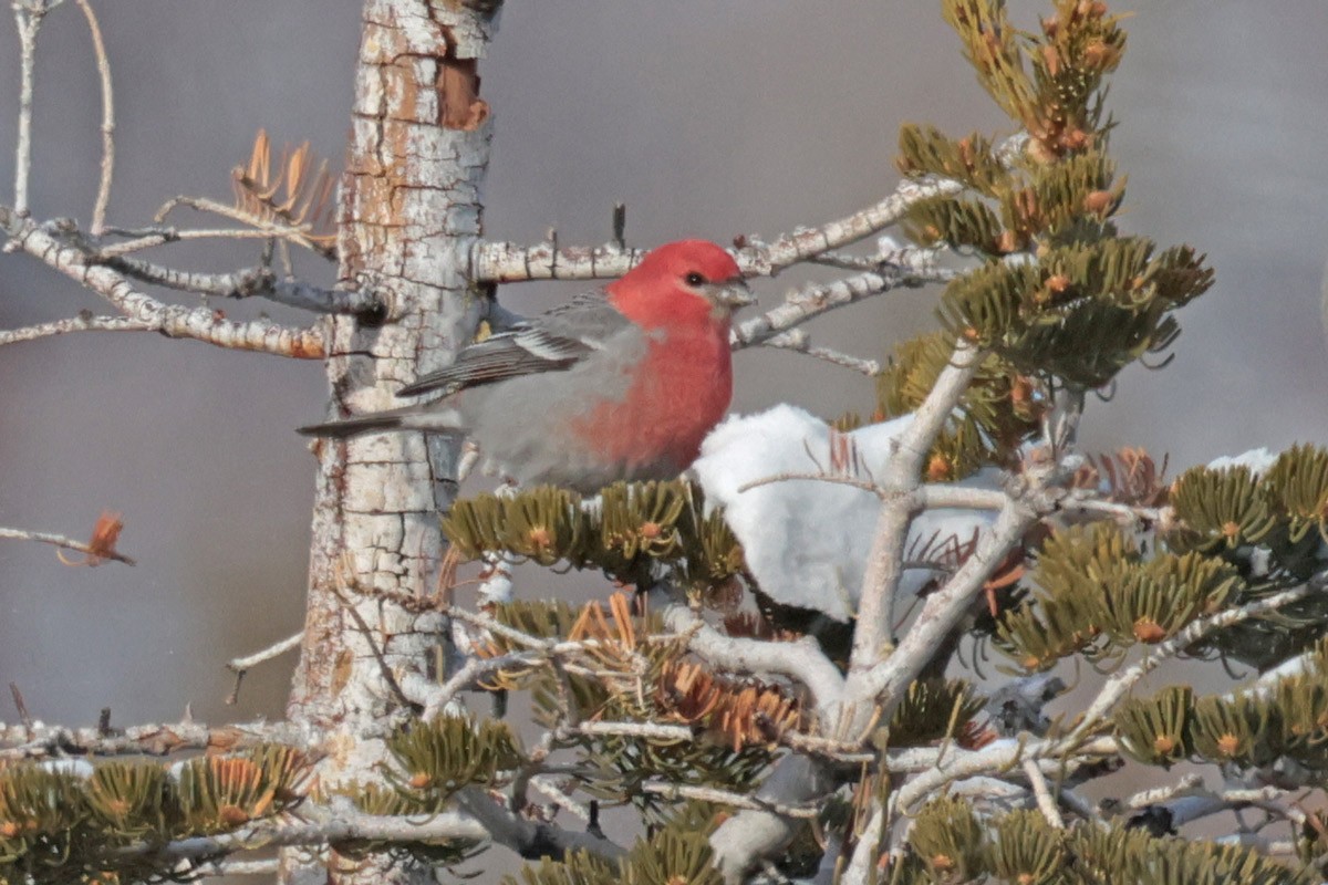 Pine Grosbeak - ML615001317