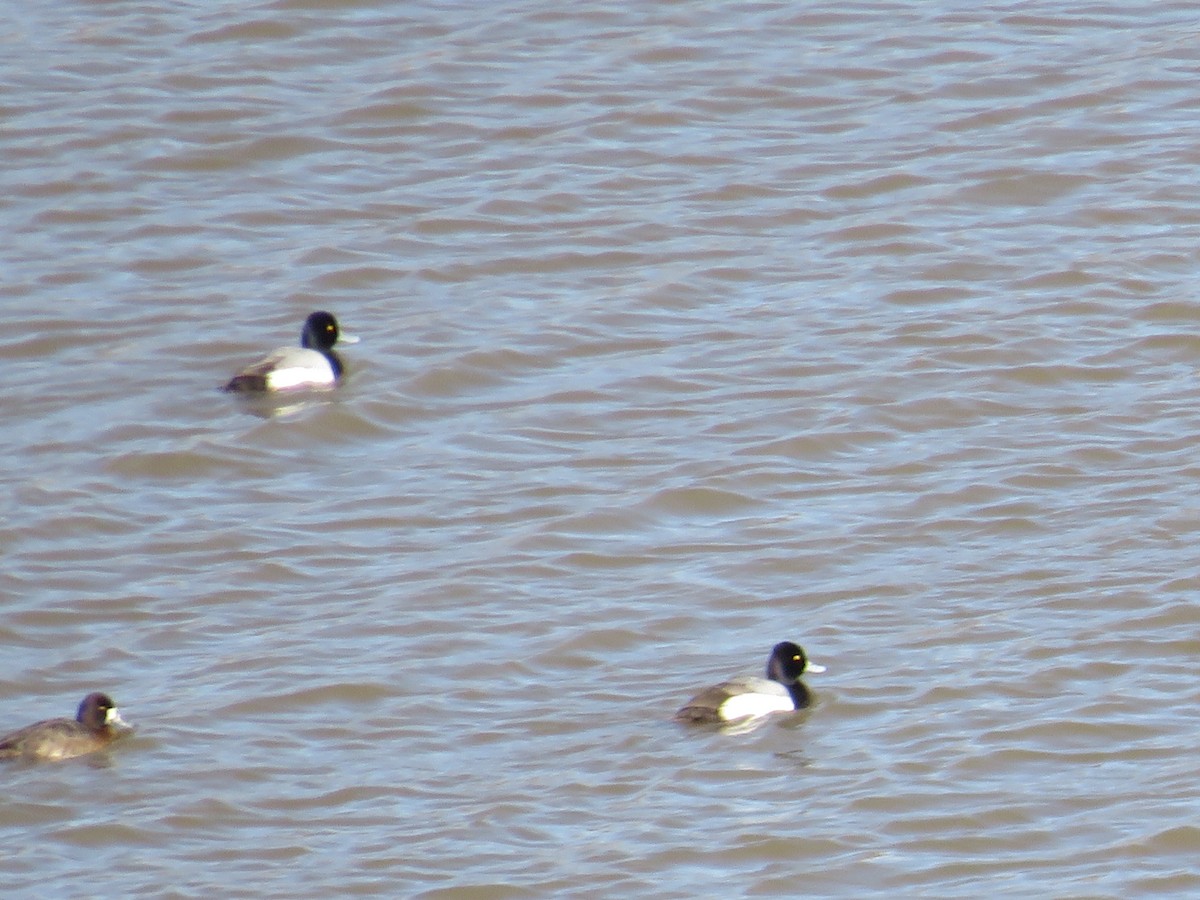 Lesser Scaup - ML615001345