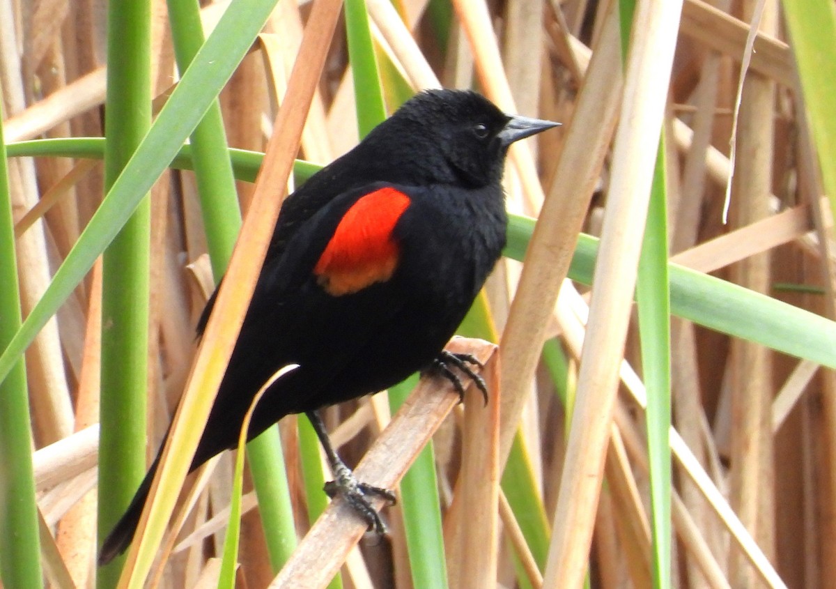 Red-winged Blackbird - ML615001354