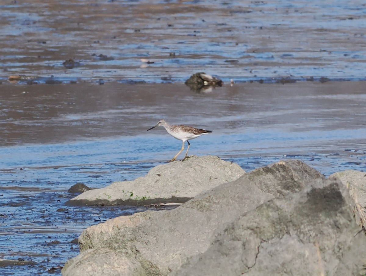 Greater Yellowlegs - ML615001371