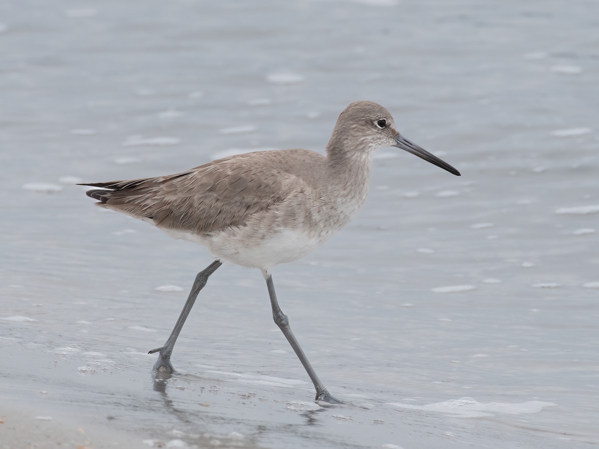 Willet - ML615001374