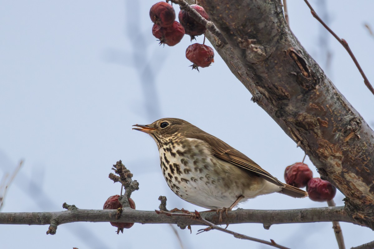 Hermit Thrush - John Keator