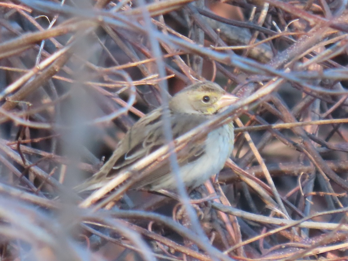 Dickcissel - ML615001392