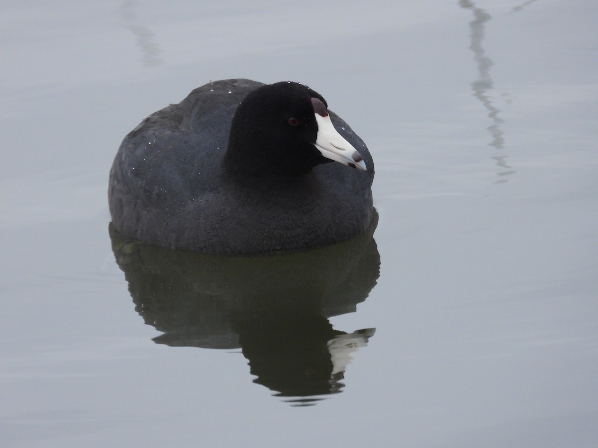 American Coot - Tracy Mosebey