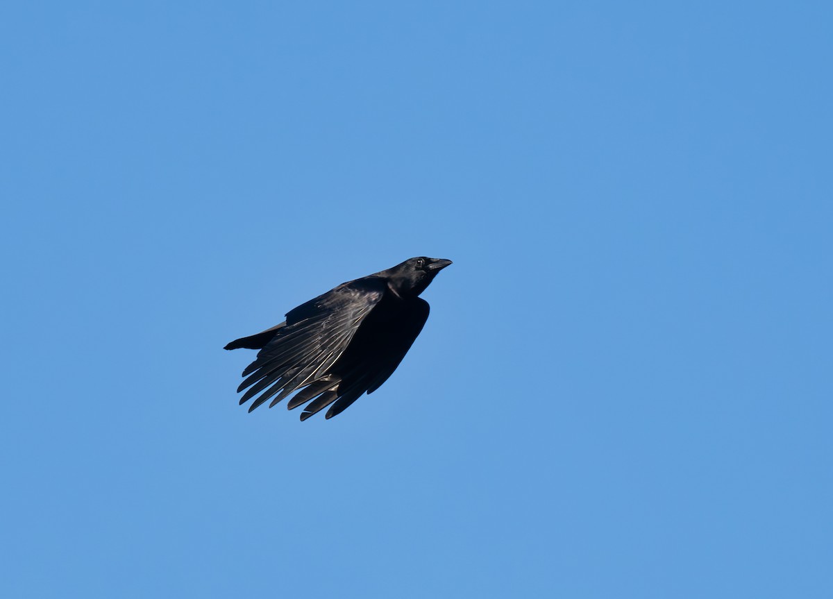 Common Raven - ML615001429