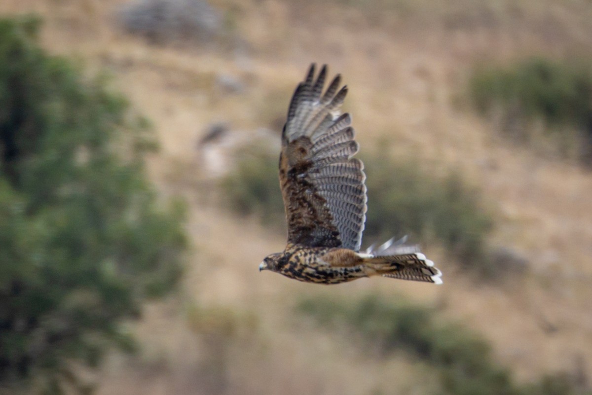 Harris's Hawk - ML615001460