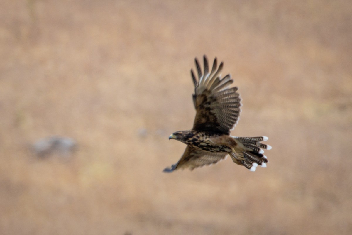 Harris's Hawk - ML615001461