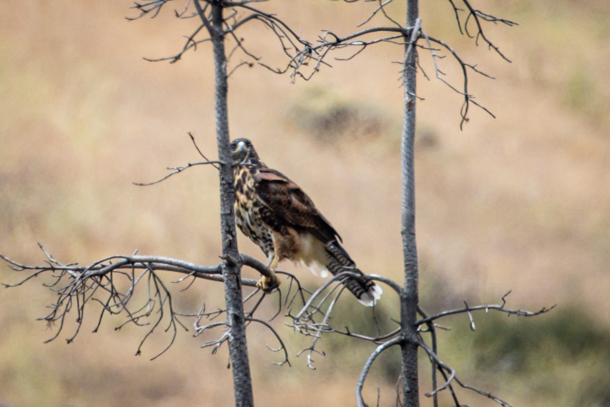 Harris's Hawk - ML615001463