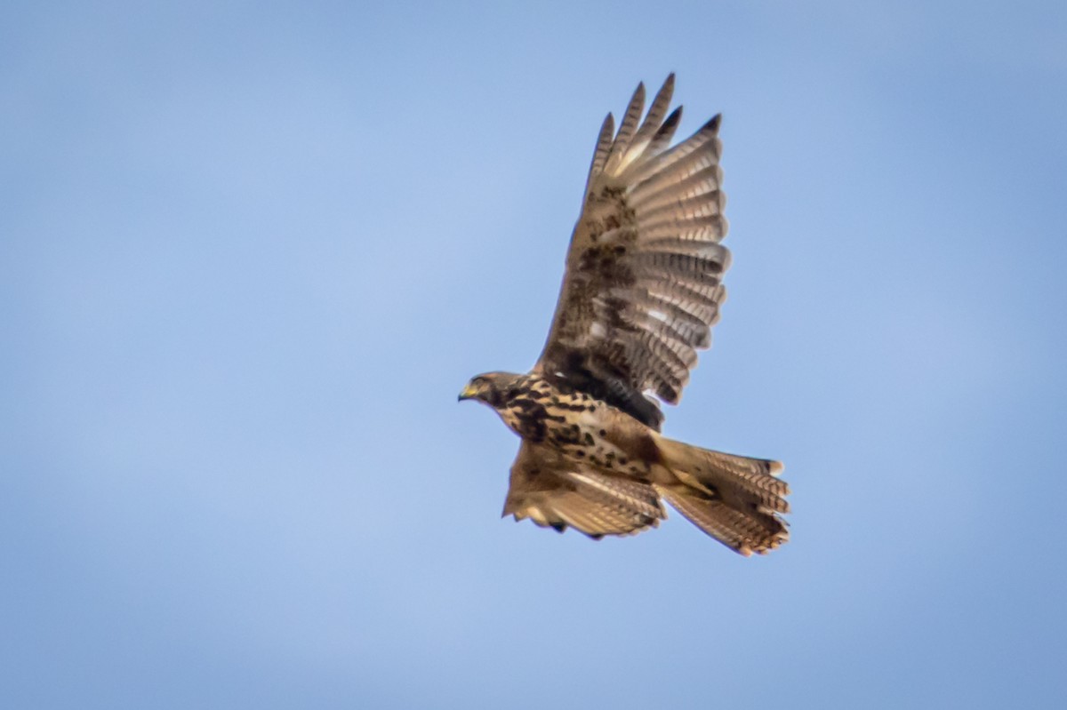 Variable Hawk - Michael Warner