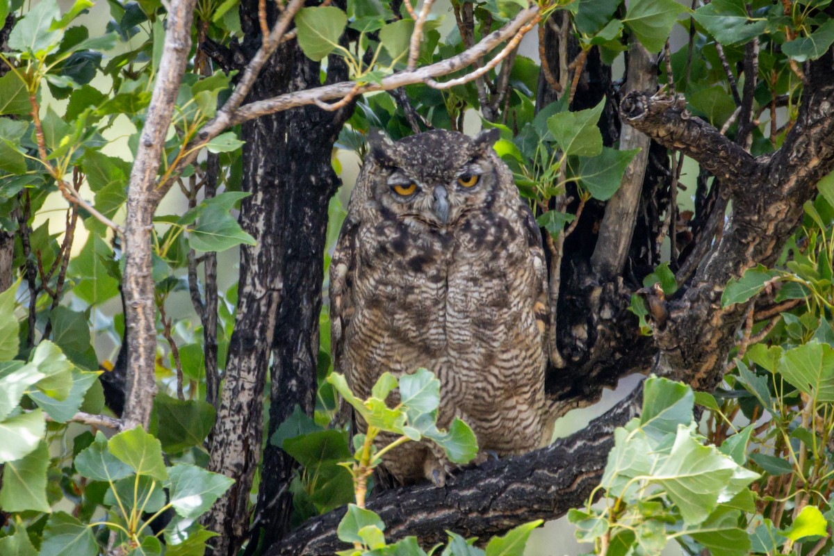 Lesser Horned Owl - ML615001479