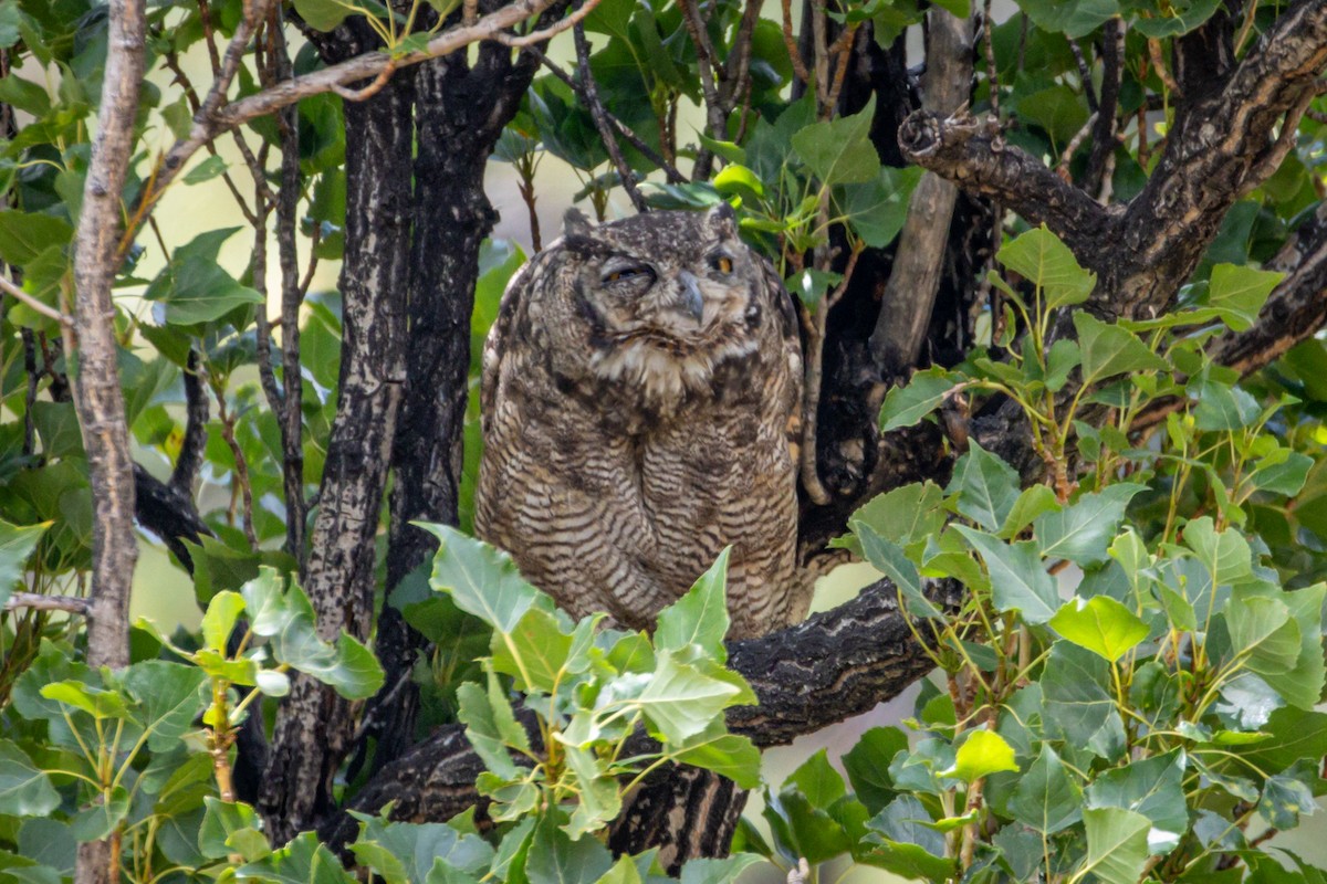 Lesser Horned Owl - ML615001480