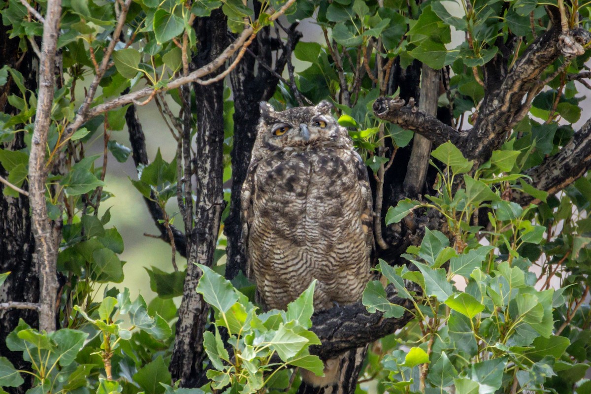 Lesser Horned Owl - ML615001481